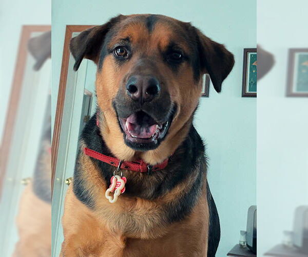 Medium Photo #4 Mutt Puppy For Sale in Lake Wylie, SC, USA