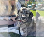 Small #4 Anatolian Shepherd-Labrador Retriever Mix