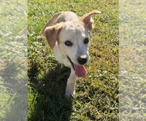 Hawaii : Kihei - Female Labrador Retriever-Unknown Mix Dog for Adoption - Photo #3