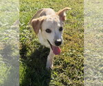 Small Photo #3 Labrador Retriever-Unknown Mix Puppy For Sale in Aurora, IN, USA