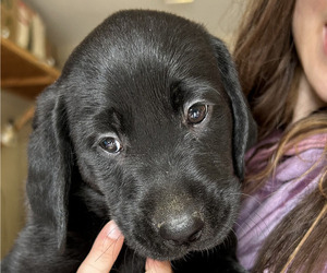 Labrador Retriever Puppy for sale in MARYVILLE, TN, USA