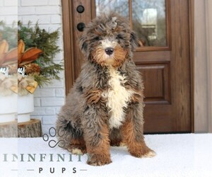 Bernedoodle (Miniature) Puppy for sale in NARVON, PA, USA