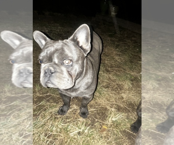 Medium Photo #10 French Bulldog Puppy For Sale in WASHINGTON, DC, USA