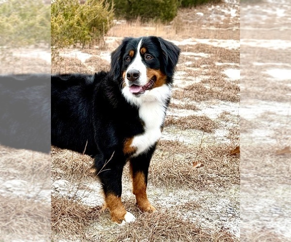 Medium Photo #1 Bernedoodle Puppy For Sale in O FALLON, MO, USA