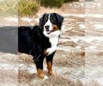Small Photo #1 Bernedoodle Puppy For Sale in O FALLON, MO, USA