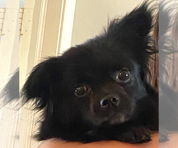 Medium Photo #2 Chion Puppy For Sale in Mount Airy, NC, USA