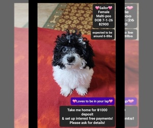 Maltipoo (Miniature) Puppy for sale in TUCSON, AZ, USA