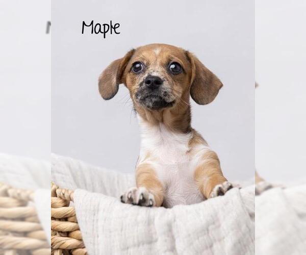 Medium Photo #1 Chiweenie Puppy For Sale in Los Angeles, CA, USA