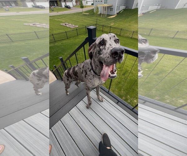 Medium Photo #1 Great Dane Puppy For Sale in St. Louis Park, MN, USA