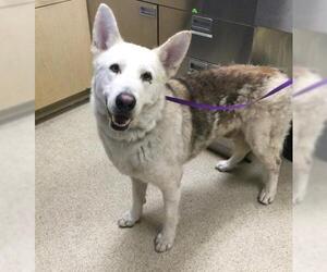 Gerberian Shepsky Dogs for adoption in Riverside, CA, USA