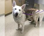 Small Gerberian Shepsky