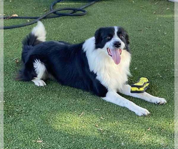 Medium Photo #2 Border Collie-Unknown Mix Puppy For Sale in Calgary, Alberta, Canada