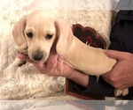 Small Photo #4 Dachshund Puppy For Sale in CHARLOTTESVILLE, VA, USA