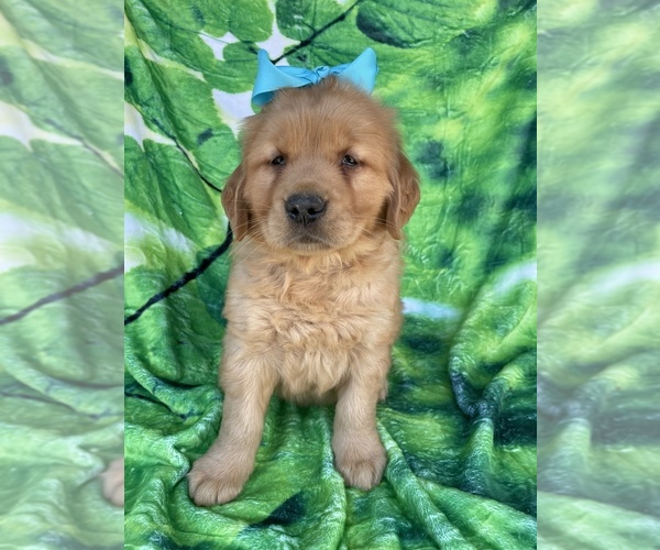 Medium Photo #2 Golden Retriever Puppy For Sale in LANCASTER, PA, USA