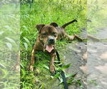 Small #7 American Staffordshire Terrier-Boxer Mix