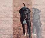 Small Photo #1 Great Dane Puppy For Sale in CELESTE HINKLE, NC, USA