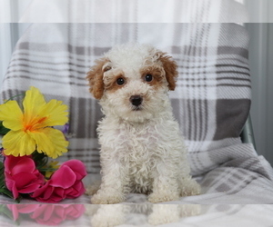 YorkiePoo Puppy for sale in SHILOH, OH, USA