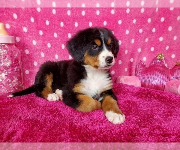Medium Photo #2 Bernese Mountain Dog Puppy For Sale in BLACK FOREST, CO, USA