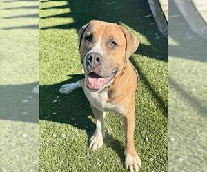 DALE - Male Mastiff Dog for Adoption