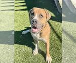 DALE - Male Mastiff Dog for Adoption - Small photo
