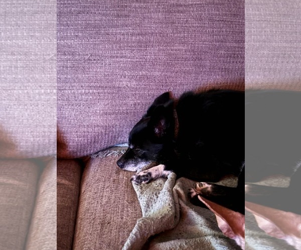 Medium Photo #9 Boston Terrier-Unknown Mix Puppy For Sale in Middlesex, VT, USA