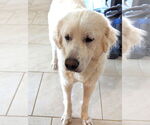 Small #9 Great Pyrenees