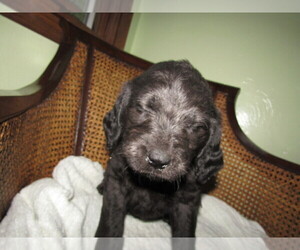 Labradoodle Puppy for sale in FORT WAYNE, IN, USA