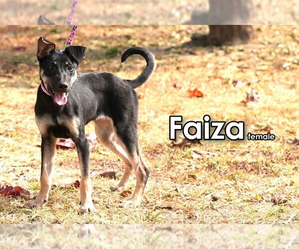 Medium Photo #3 Mutt Puppy For Sale in Seattle, WA, USA