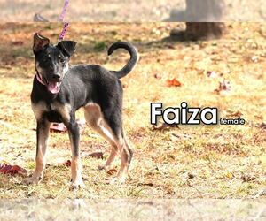 Faiza from Taiwan - Female Mutt Dog for Adoption - Photo #3
