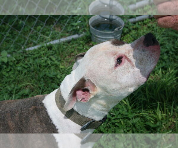 Medium Photo #4 Mutt Puppy For Sale in Abbeville, LA, USA