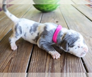 Great Dane Puppy for Sale in SAINT LOUIS, Missouri USA