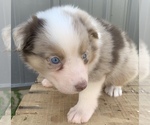 Small Photo #23 Australian Shepherd Puppy For Sale in LYNN, IN, USA