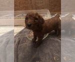 Small Photo #12 Poodle (Standard) Puppy For Sale in VICTOR, NY, USA