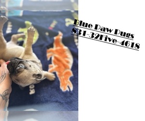 Pug Puppy for sale in RENO, NV, USA