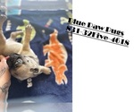 Jr and CC - Female Pug Puppy for Sale - Small photo