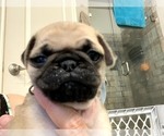 Puppy 1 Pug