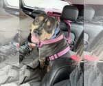 Small #12 American Bulldog Mix