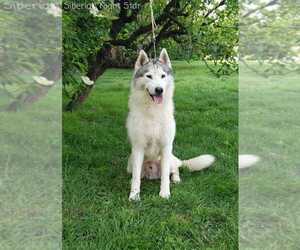 Father of the Siberian Husky puppies born on 08/20/2025