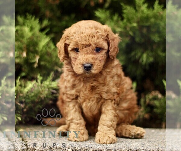 Medium Photo #4 Goldendoodle (Miniature) Puppy For Sale in KINZERS, PA, USA