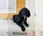 Small Photo #3 English Setter-Irish Setter Mix Puppy For Sale in COOKEVILLE, TN, USA