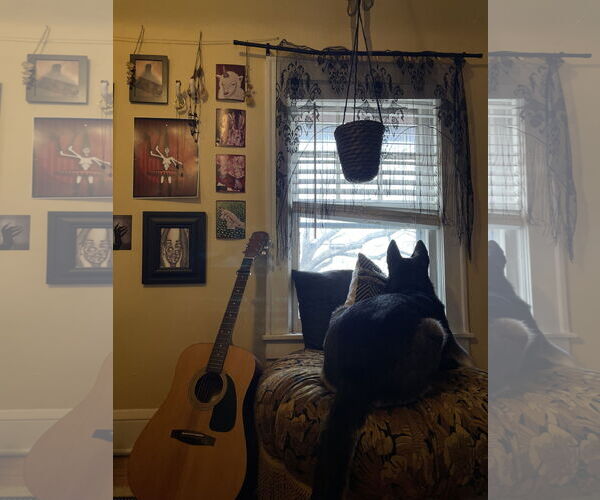 Medium Photo #18 Huskies -Unknown Mix Puppy For Sale in Minneapolis, MN, USA