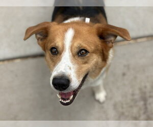 Labrador Retriever-Unknown Mix Dogs for adoption in Tulsa, OK, USA