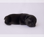 Puppy 7 French Bulldog