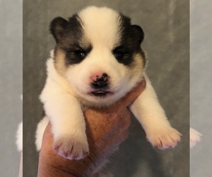 Pomsky Puppy for sale in SAVOY, MA, USA