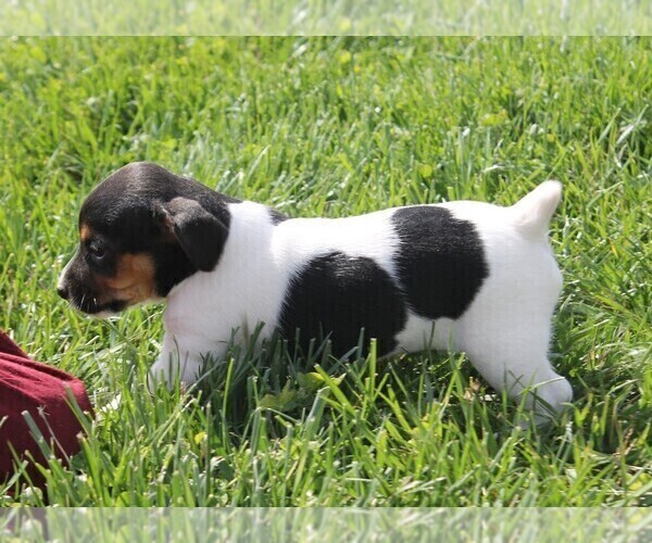 Medium Photo #2 Jack-Rat Terrier Puppy For Sale in FREDONIA, KY, USA