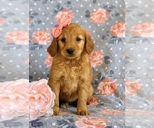 Goldendoodle (Miniature) Puppy for sale in QUARRYVILLE, PA, USA