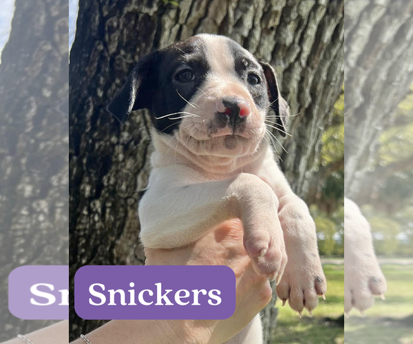 Medium Photo #1 Dachsador Puppy For Sale in Pompano Beach , FL, USA