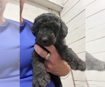 Puppy Holly Labradoodle