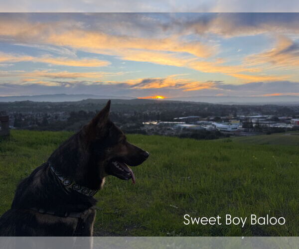 Medium Photo #3 German Shepherd Dog-Unknown Mix Puppy For Sale in San Jose, CA, USA