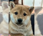 Small Photo #20 Shiba Inu Puppy For Sale in MISSOULA, MT, USA